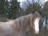 Curly Horse Hengst Max