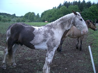 Pepper schmutzig